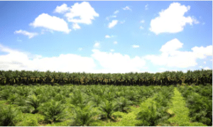 Illegal palm oil plantation sold into supply chains of major consumer brands