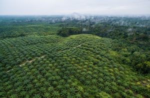 Indonesia uncovers 19% of palm oil plantations that are illegal