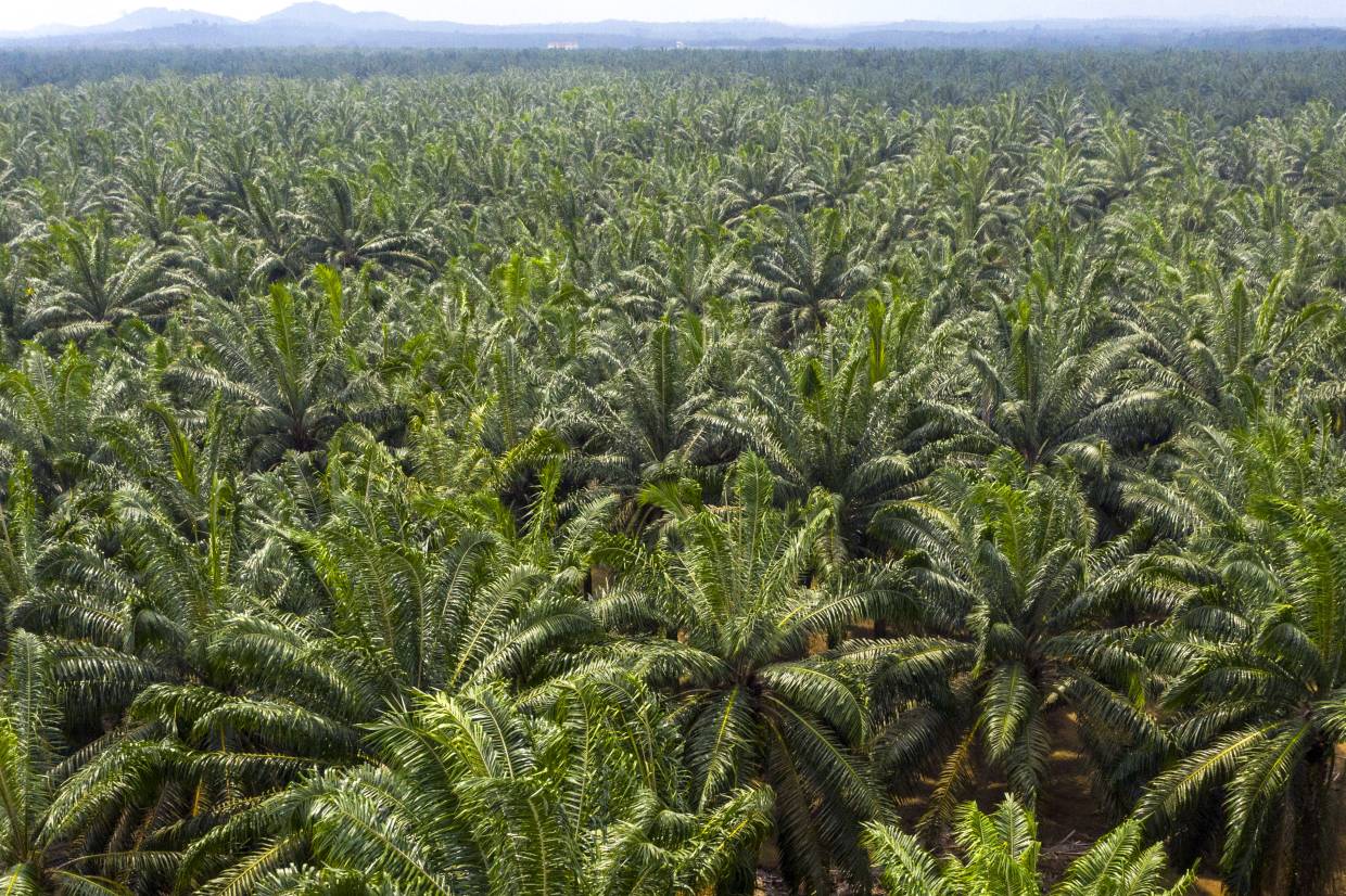 Indonesia files WTO lawsuit against EU regarding palm oil