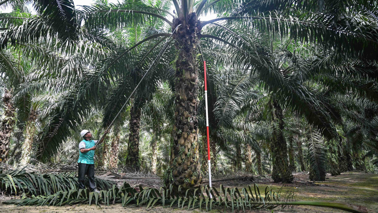 Malaysia rules out trade action over Indian palm oil boycott