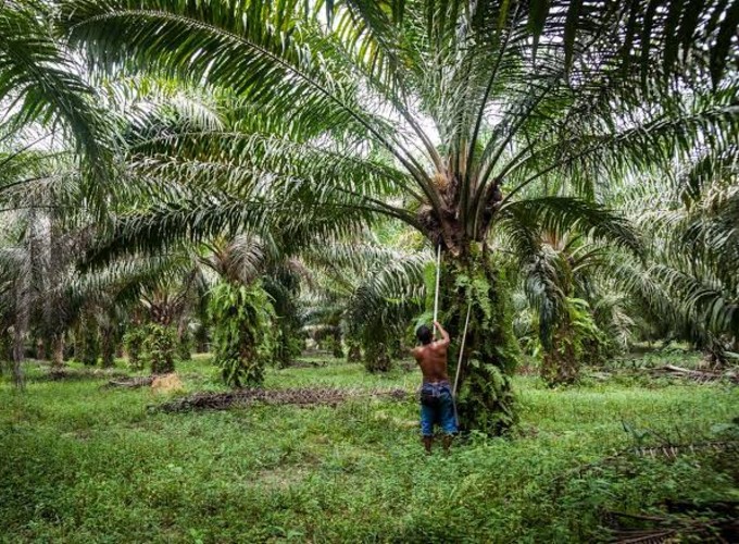 India starts trade war on Malaysian palm oil
