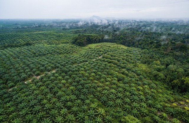 Malaysia faces palm oil backlash amid India’s citizenship law criticism