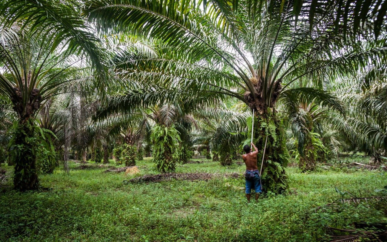 Malaysian palm oil shares rise on India’s import tax cut