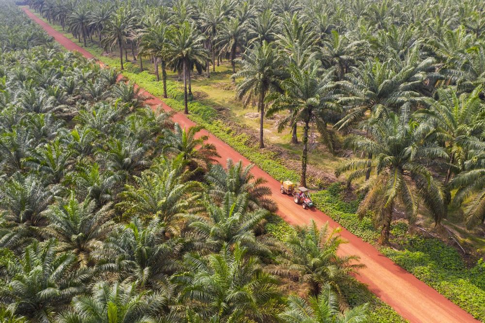 Malaysian palm giant, Sime Darby Plantation, bars supplier